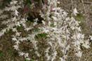 Den crumenatum - The Thunderstorm Orchid