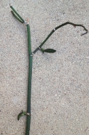 Leaves Growing on Phal Bloom Spike