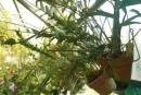 Dendrobiums - Heavy Summer Watering