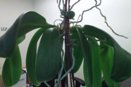 New Plants on Phal Flower Spike