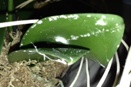 White Fuzz on Phalaenopsis Orchid