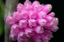 Den. purpureum