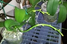 Bud Blast on Phalaenopsis