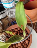 Spots on Cattleya Leaves