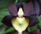 New Growths and Flower Spikes on Catasetum