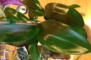 Leaf Shine Damages Foliage