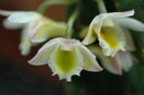 Den. lamellatum