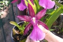 Orchid Identification