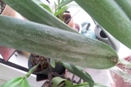 White Powder on Rl. digbyana Leaves