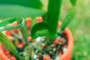 Leaf Deformities