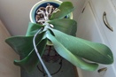 Leathery Phal Leaves