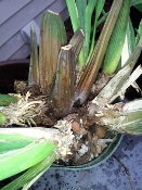 Rotting Pseuobulbs on Oncidiinae Plant