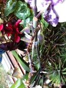 Brown Dots on Orchid Stem