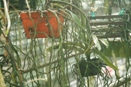 Orchid Root Tips Turn Brown at Edge of Pot