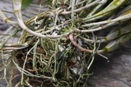 Leaf Loss Suggests Problems with Roots