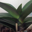Speckling on Underside of Leaves