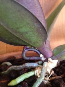 Flower Spike Trapped Under Leaf