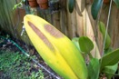 Move Plants Slowly into Brighter Light