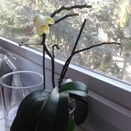 Phal Bud Blast