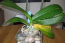 Lower Phalaenopsis Leaf Yellowing