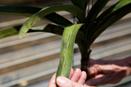 Black Marks on Vanda Leaves