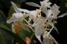Water Soaked Blight on Flower