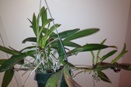 Keikis on Top of Cattleya Pseudobulb