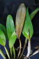 Black Rot on Cattleya