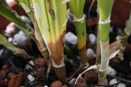 Water Soaked Yellowing on Cattleya