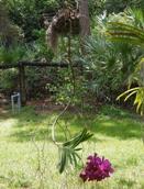 Vanda Stem Hanging Downward