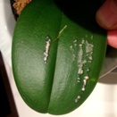 Leaf Blisters