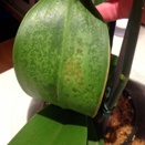 Phal Leaf Translucent