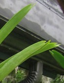 Vanda Leaf Edges Serrated