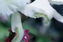 Thrip Damage on Orchid Flower