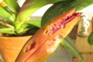 What is Eating my Flower?