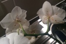 Dark Spots on Back of Phal Flowers