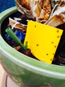 Small Flies in Growing Area