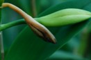 Bud Blast