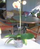 Lower Leaves Droopy on Phal