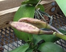 Pimply Bumps on Orchid Buds