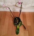 Phal Leaves Yellowing at Base