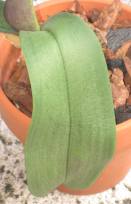 Phal Leaves Look Dehydrated