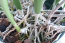 Don't Divide Cattleya if You Want Specimen Plant