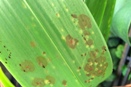 Leaf Spotting on Oncidium Alliance Plant