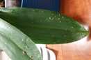 Crusty Bumps on Leaves