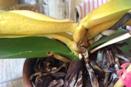 Top Leaves Yellowing on Phal