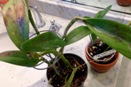 Bifoliate Cattleyas Potted Too Deep