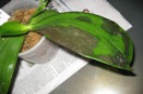 Soft Rot on Phal