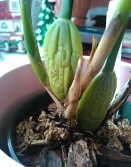 Coconut Orchid