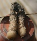 Habenaria Tubers